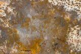 Polished Petrified Palmwood Limb Section - Texas #166440-1
